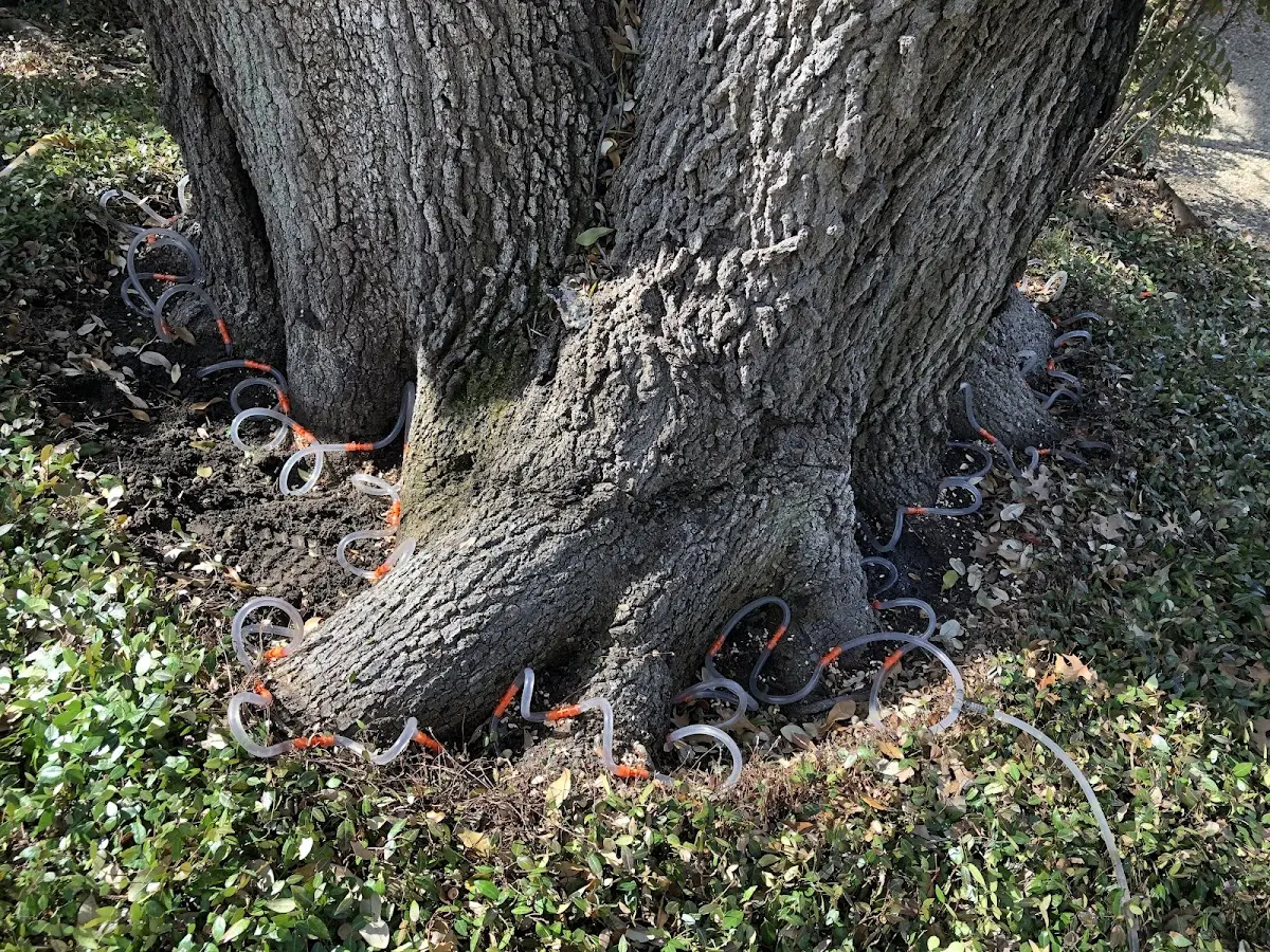 Detailed Tree Cabling and Bracing job site in Campaign