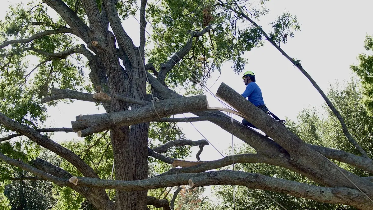 Professional Crown Thinning performed by certified arborists in Campaign