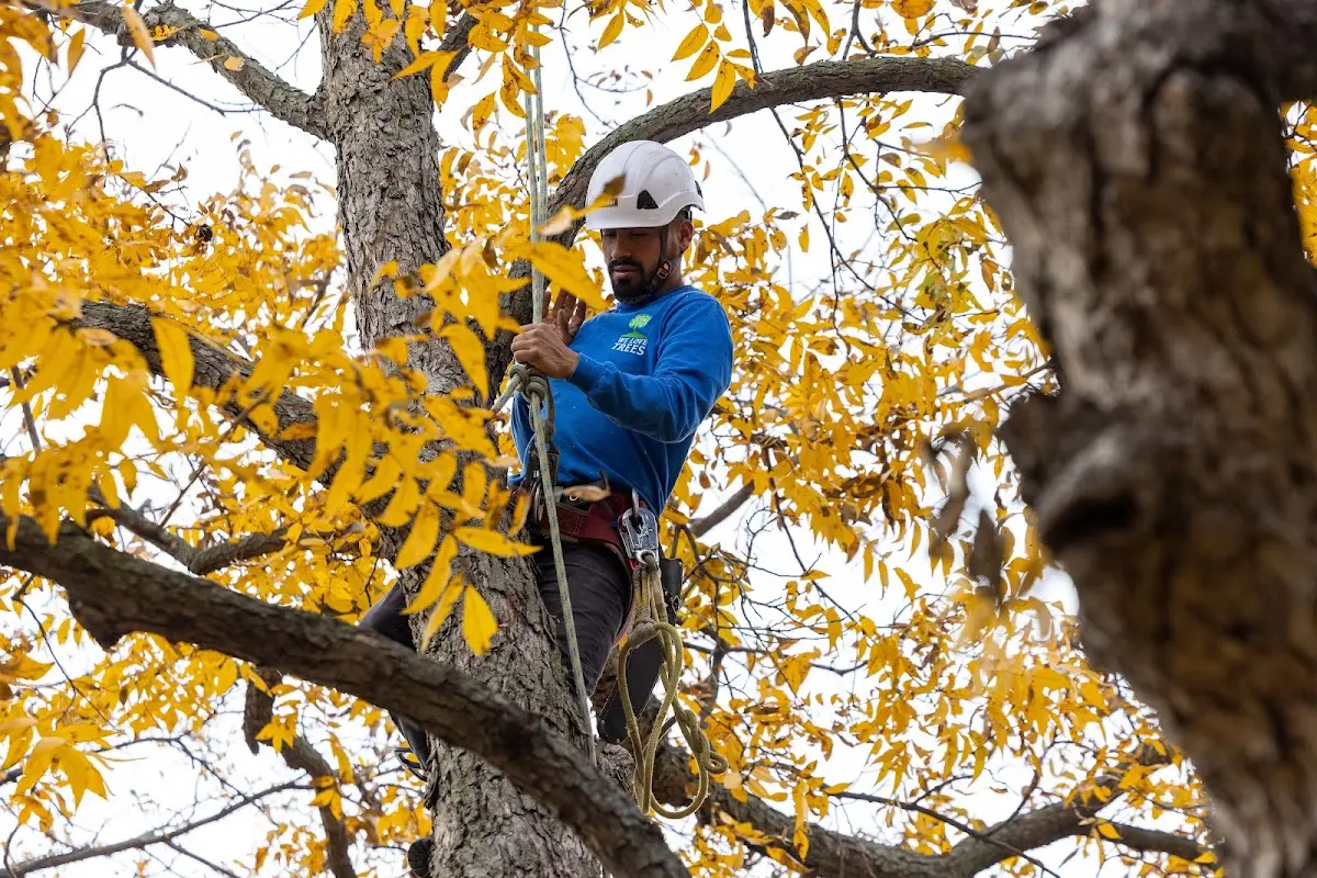 Skilled Tree Trimming crew working in Campaign